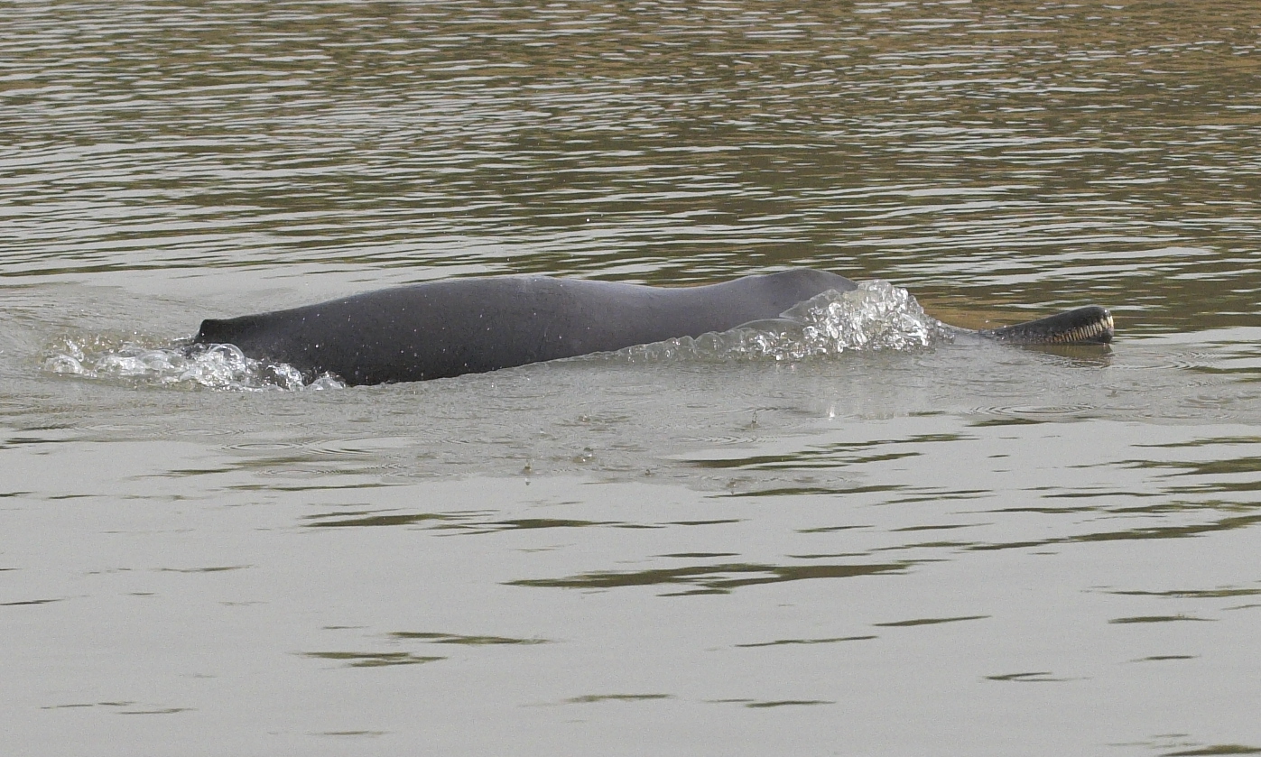 Gangetic dolphin