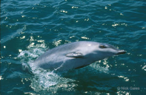 Hectors beaked whale A rare shot of the elusive Hectors beaked whale (Mesoplodon hectori) off Western Australia