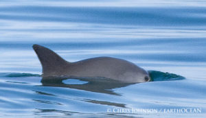 Vaquita, Chris Johnson, 2008