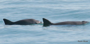 photo credit Paula A Olson (2008)