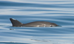 Vaquita in the northern gulf of California. Photo credit Tom Jefferson (2008)