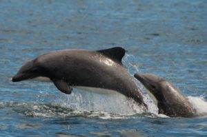 ChileanDolphins_SonjaHeinrich_D7650