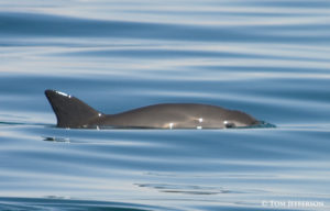 Vaquita