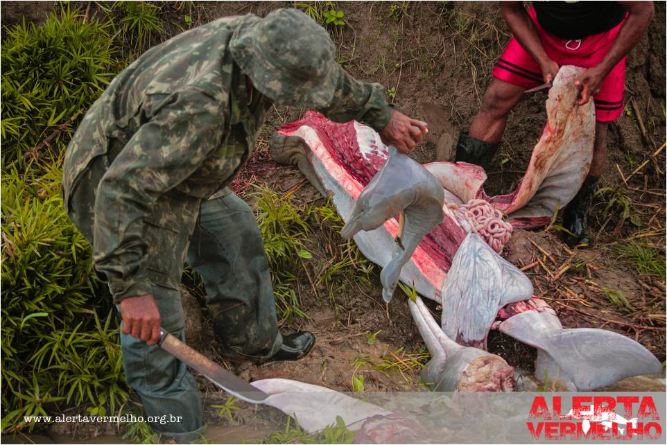 Foetus of an amazon river dolphin being pulled from its mother